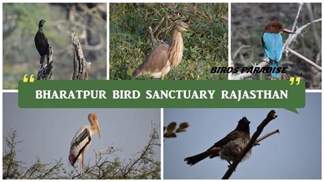 Bharatpur Bird Sanctuary Rajasthan | The best place for Birds lovers - YouTube