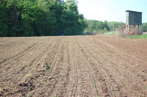 Food Plot Options: Soybeans