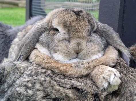 Agouti French Lop | Cutest bunny ever, Bunny paws, Bunny