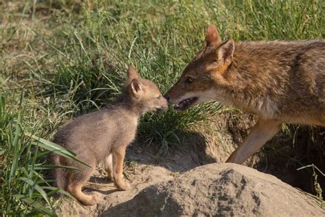 Golden Jackal Pups Emerge at NaturZoo Rheine - ZooBorns