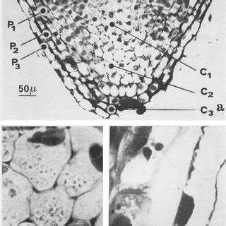 a.-The position of columella cells and peripheral cells at different... | Download Scientific ...