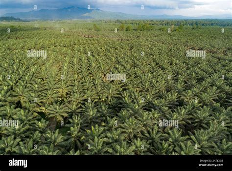 Palm oil plantation arial view hi-res stock photography and images - Alamy