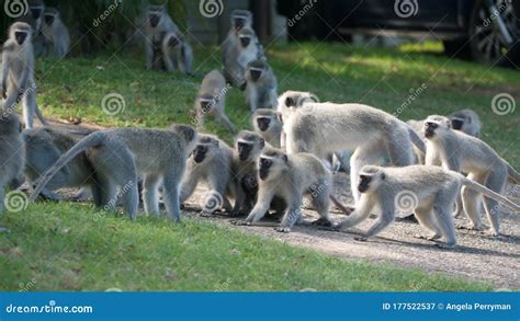 Two Monkeys Fighting In The Sand Royalty-Free Stock Photo | CartoonDealer.com #83719713