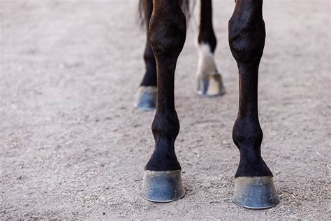 Are Horse Hooves Good For Dogs