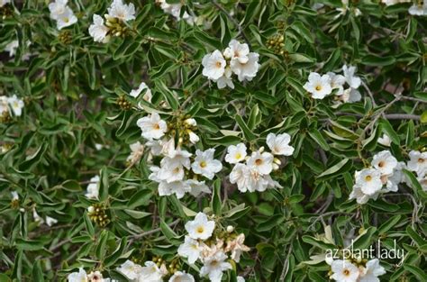 White Cloud Texas sage Archives - Desert Gardening 101