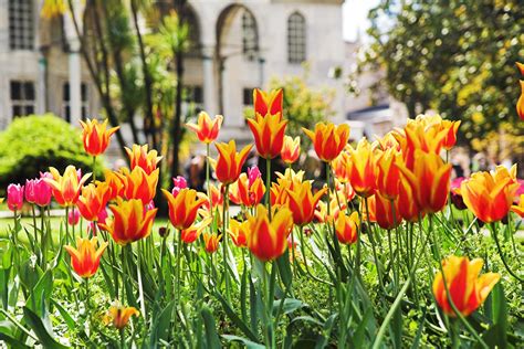 Tulip: The flower lending its name to an Ottoman period | Daily Sabah