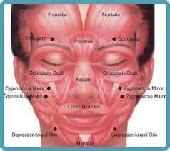 Image result for botox injection sites diagram | Muscles of the face, Facial aesthetics, Botox ...