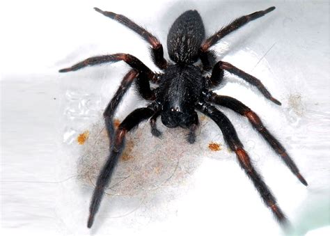 10 most dangerous spiders in Australia | Planet Deadly