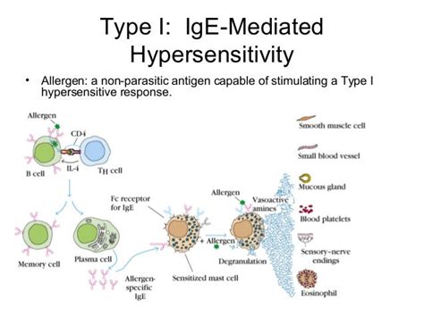 Hypersensitivity reaction pathology microbiology immunity