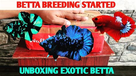 Betta breeding setup | unboxing exotic betta | betta fish betta baby - YouTube