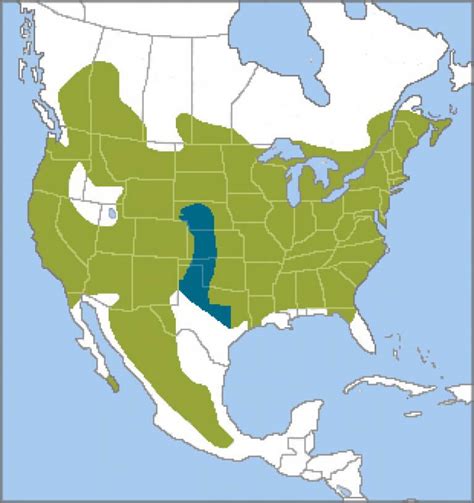 White-breasted Nuthatch - American Bird Conservancy