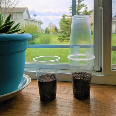 Greenhouse Experiment | Experiments, Greenhouse, Teaching science