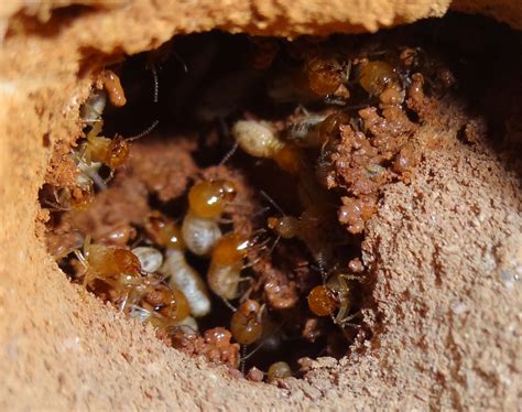 Inside Termites Nest