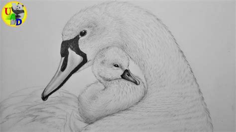 Baby Swan Drawing