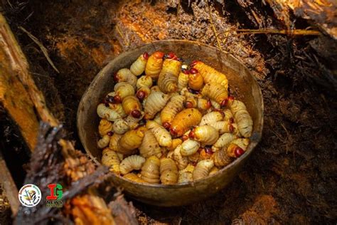 Tacoma Worms Are a Delicacy for Some Groups of Indigenous Peoples – Guyana, South America