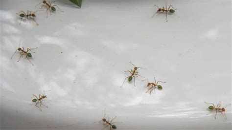 How To Get Rid Of Ants In Car Safely & Permanently