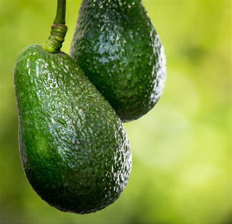 Hass Avocado Tree For Sale Online By Alder and Oak Plants