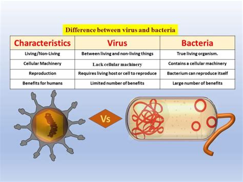 Difference between Bacteria and Virus - Biology Brain