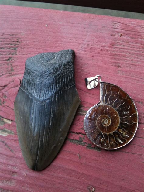 Megalodon Tooth and Fossilized Ammonite | Bought from a fair… | Flickr