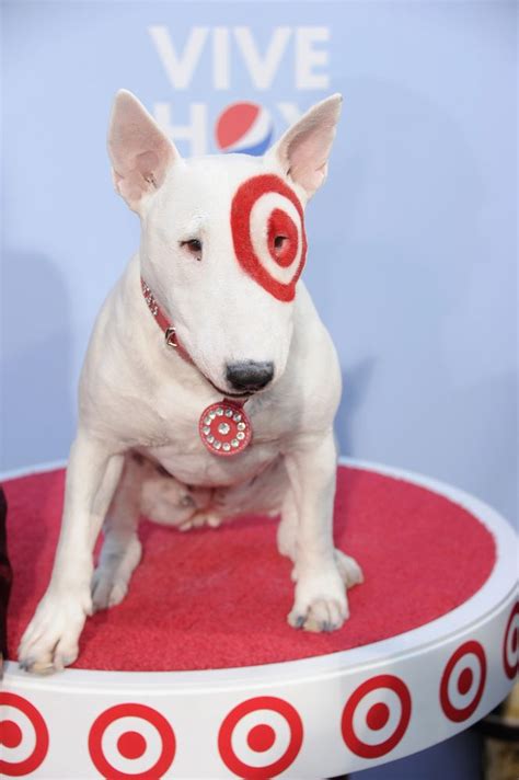 23+ English Bull Terrier Target Dog - l2sanpiero