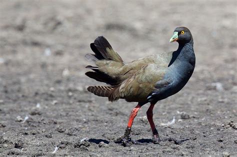 Rallidae - Black-tailed Native-hen | Tribonyx ventralis - Al… | Flickr