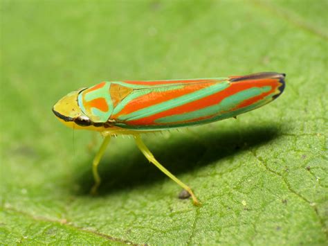 Red-striped Leafhopper | Graphocephala sp. Rock Creek Park, … | Flickr