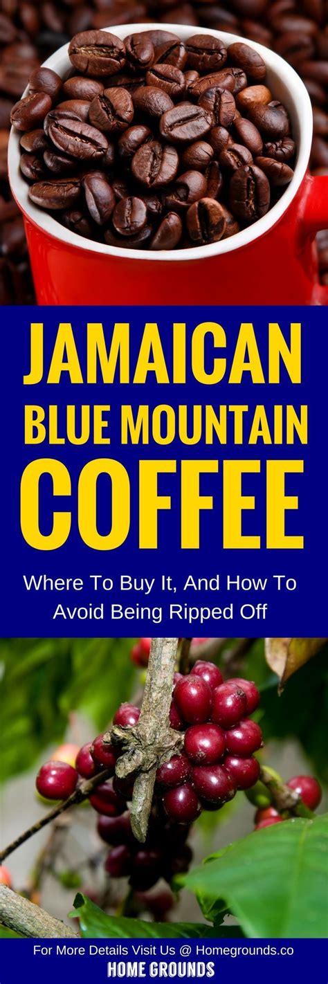 Jamaican Blue Mountain Coffee Reviews: Where To Buy + SCAMS To Avoid | Blue mountain coffee ...