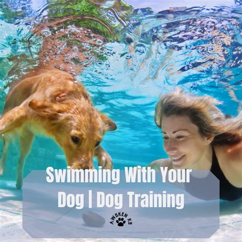 Dog Swimming Lessons | Awoken K9 | Tampa, Florida