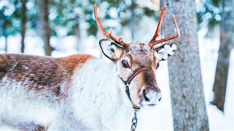 50 Wonderful Things to Do in Winter Helsinki: Indoors & Outdoors