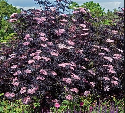 Sambucus Nigra Porphyrophylla Black Lace® | ubicaciondepersonas.cdmx.gob.mx