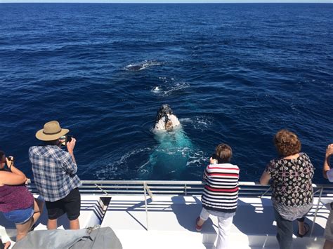 Whales 16 Whale Watching Bundaberg Lady Musgrave Experience Great ...