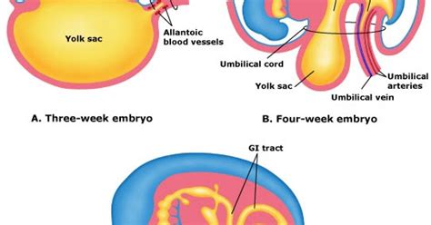 Medical Student Review: what? vitelline duct? geez!