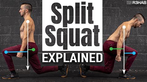 Split Squat Muscles Worked