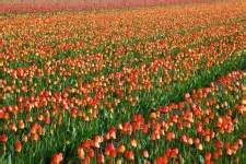 Colorful Tulip Field Free Stock Photo - Public Domain Pictures