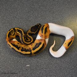 Royal Python Morphs | GlobalGeckos.co.uk