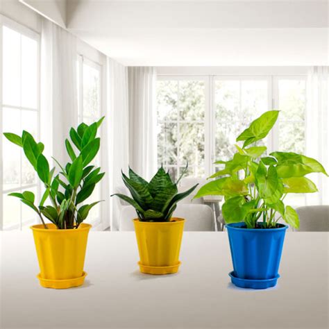 Buy Air Purifier + Home Decorative 3 Indoor Plants Pack | Nursery Nisarga