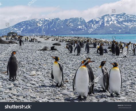 South Georgia Island Many King Penguins Stock Photo 700599658 ...