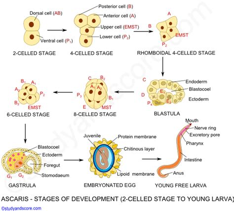 Ascaris Lumbricoides Life Cycle