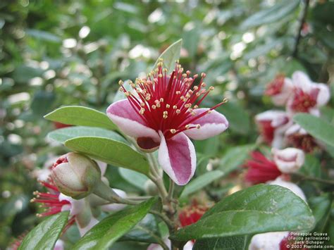 Pineapple Guava | Hickory Creek Nursery