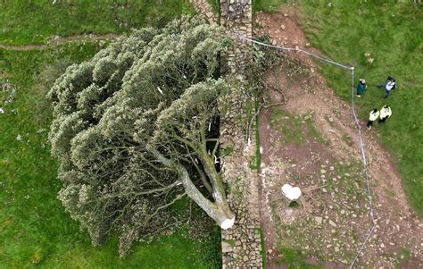 Teen arrested for cutting down famous 'Sycamore Gap' tree at Hadrian's Wall