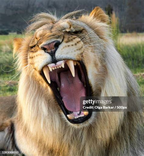 247 Lion Yawning Roaring Stock Photos, High-Res Pictures, and Images ...