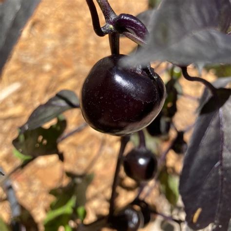 Black Cherry Bomb Pepper Live Plant | Tyler Farms