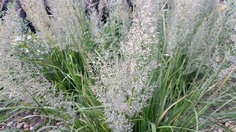 Korean Feather Reed Seedheads | Colorado Yard Care