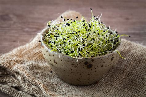 Onion Organic Microgreen Seeds | Food stock photography, Microgreens, Sprouts