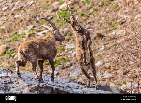 Aosta Valley, ibex fight in National Park Stock Photo - Alamy