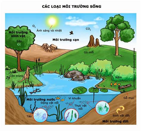 Bài 35: Môi trường sống và các nhân tố sinh thái - Lecttr