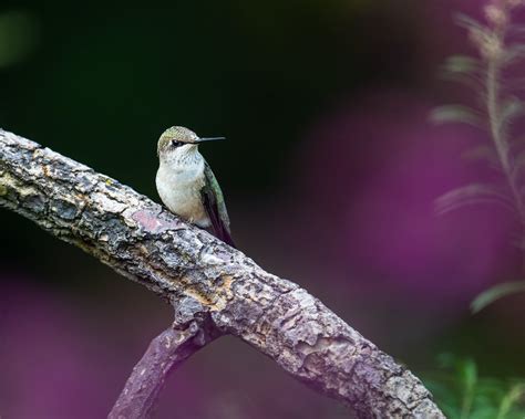 A Hummingbird Sitting on a Tree Branch · Free Stock Photo