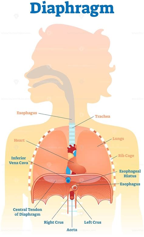 Diaphragm anatomical vector illustration diagram - VectorMine