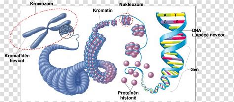 Eukaryotic Chromosome