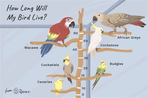 How Long Do Parrots and Other Pet Birds Live?